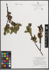 Foto von Salix mielichhoferi Saut.